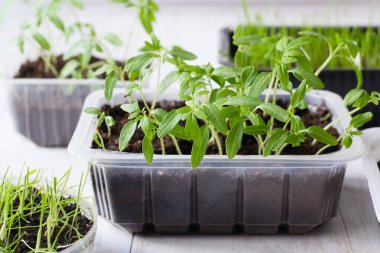 Ev bahçesinde yetişen domates ve diğer bitkilerin tohumları.