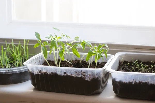 窓辺の自宅の庭で育つトマトや他の植物の苗 — ストック写真