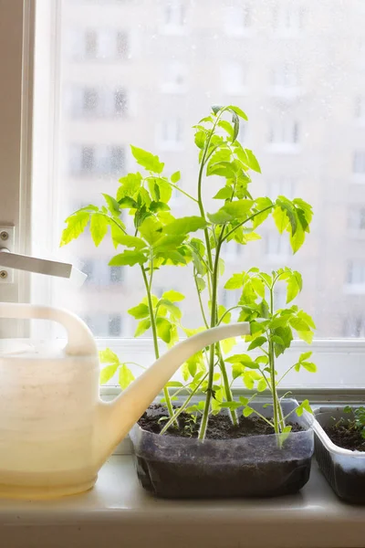 プラスチック製のポットと散水缶のトマトの苗の植物はまだ窓にあります — ストック写真