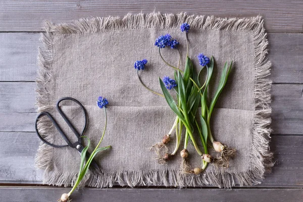 Muscari Mesa Madeira — Fotografia de Stock