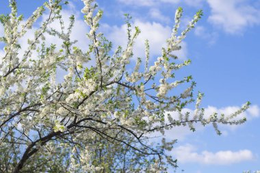 Çiçekli kiraz ağacı