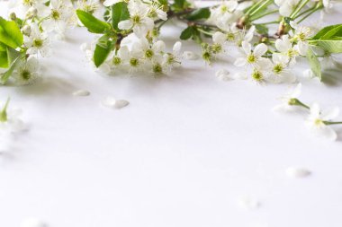 Beyaz ahşap arka planda kiraz çiçekleri dalları