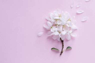 Elma çiçeği tomurcukları arka planda. Düz yatış, üst manzara, çiçek bahar konsepti.