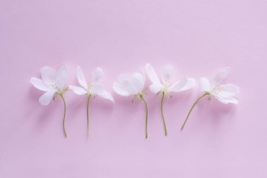 Elma çiçeği tomurcukları arka planda. Düz yatış, üst manzara, çiçek bahar konsepti.