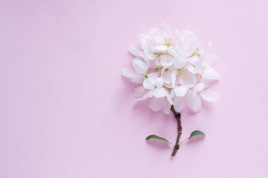 Elma çiçeği tomurcukları arka planda. Düz yatış, üst manzara, çiçek bahar konsepti.