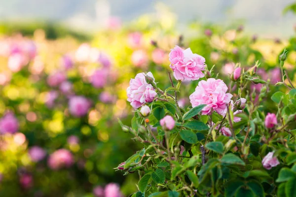 Rosa Damascena Rózsa Völgyben — Stock Fotó