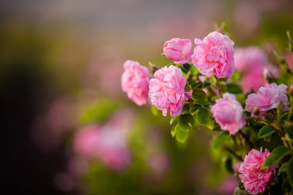 Rosa Damascena Dalla Valle Delle Rose — Foto Stock