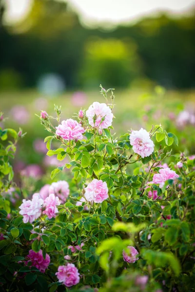 Rosa Damascena Dalla Valle Delle Rose — Foto Stock