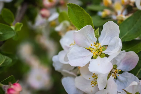 花园里新鲜的白色和粉色的苹果树在绿叶的背景上绽放着花朵 — 图库照片