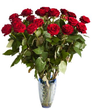 siyah arka plan üzerine birçok kırmızı gül