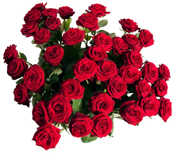 Many red roses on black background — Stock Photo, Image