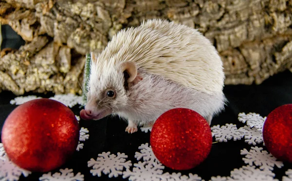 Hérisson Blanc Avec Décoration Noël — Photo