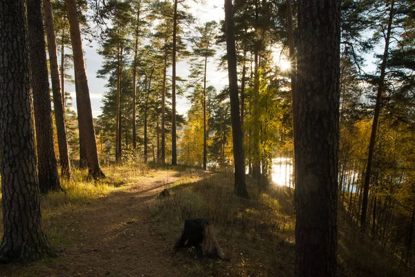 La lumière du soleil dans la forêt d'automne. — Photo