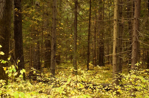 La luz del sol en el bosque de otoño. — Foto de Stock