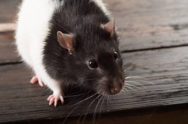 sıçan yakın çekim