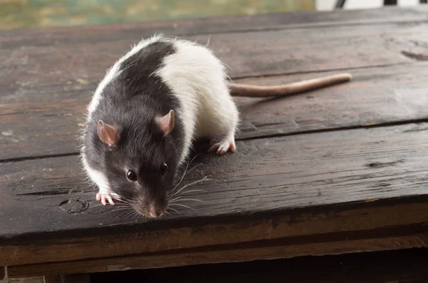 Primo piano del ratto — Foto Stock