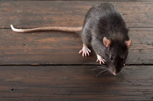 Szczur z bliska — Zdjęcie stockowe