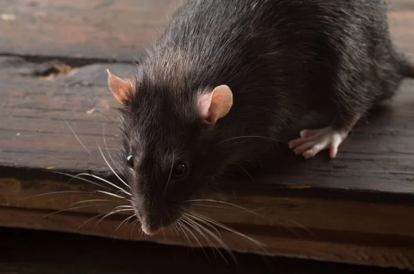 Rat close-up — Stock Photo, Image