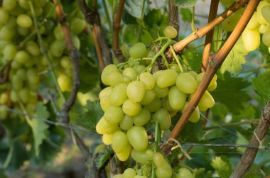 daldaki yeşil üzüm