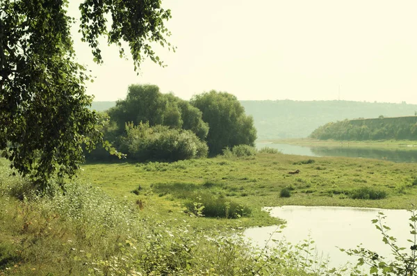 Paisaje de verano con río y árboles —  Fotos de Stock