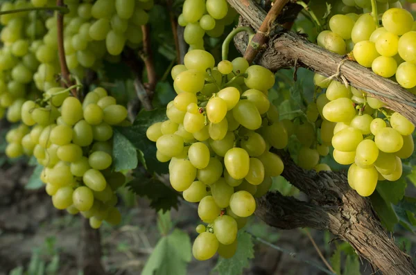 Зеленый виноград на ветке — стоковое фото