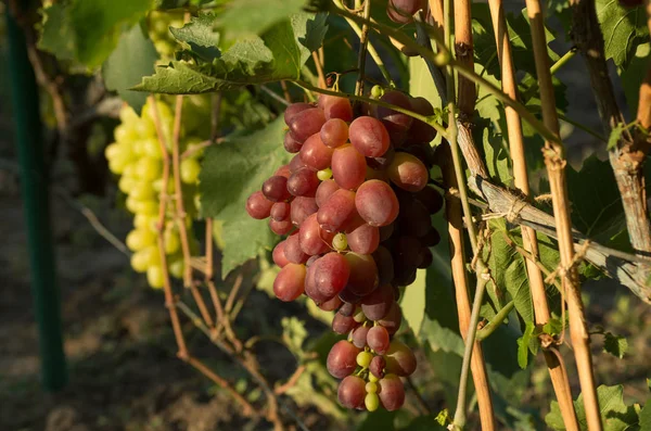 Uvas maduras en otoño. cosecha de otoño . —  Fotos de Stock