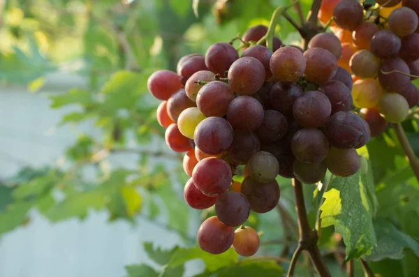 Rijpe druiven in de herfst. herfst oogst. — Stockfoto