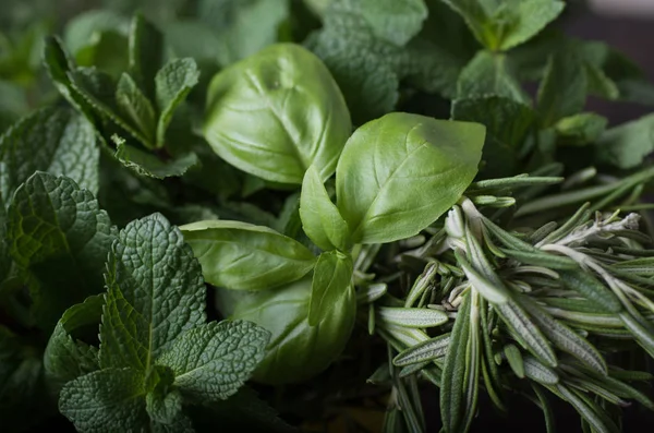 Herbal segar. Basil, rosemary, thyme, mint, dill . — Stok Foto