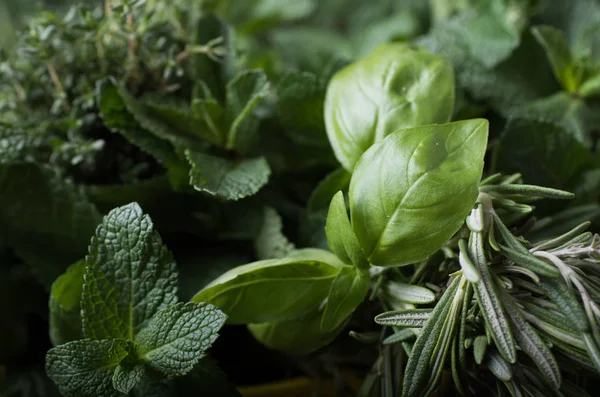 Frische Kräuter. Basilikum, Rosmarin, Thymian, Minze, Dill. — Stockfoto