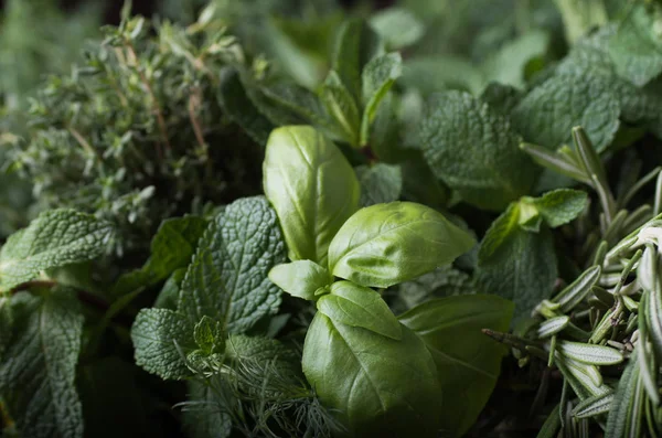 Herbal segar. Basil, rosemary, thyme, mint, dill . — Stok Foto