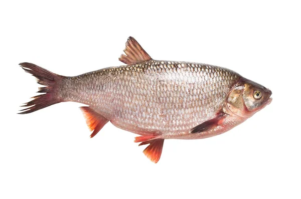 Piel de pescado de agua dulce sobre un fondo blanco — Foto de Stock