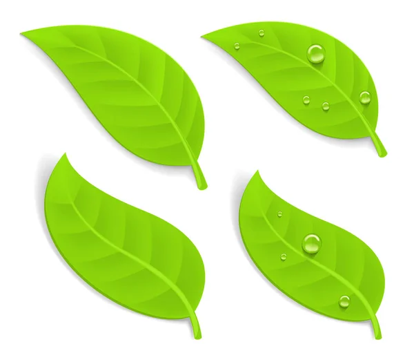 Grüne realistische Blätter — Stockvektor