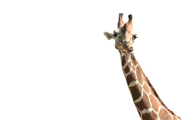 Giraffe op wit — Stockfoto