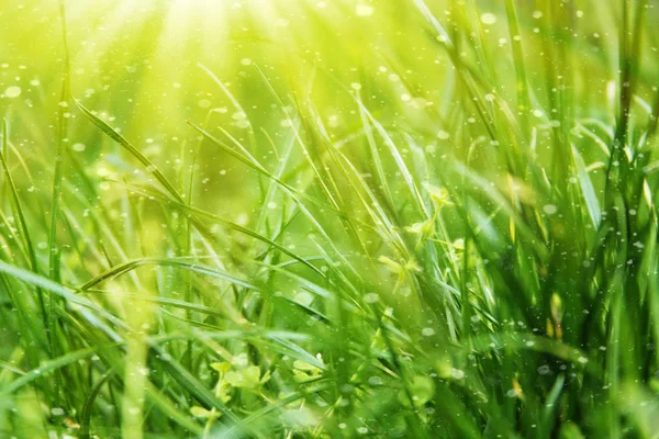 Fresh green grass — Stock Photo, Image