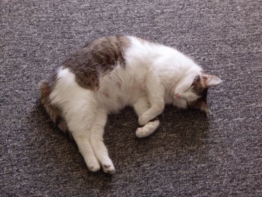 Hamile kedi dinlenme.