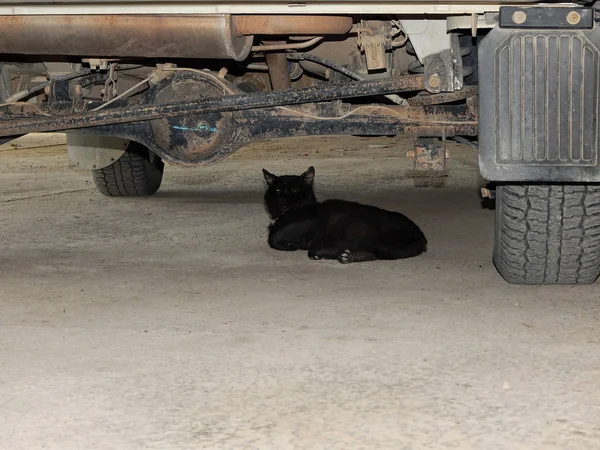 Kot leży pod samochód. — Zdjęcie stockowe