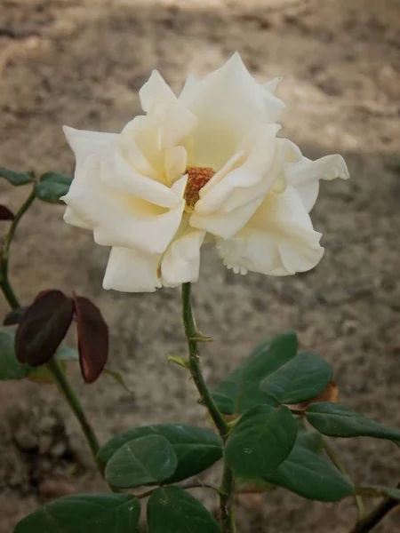 Rose blanche poussant dans le lit de fleurs . — Photo