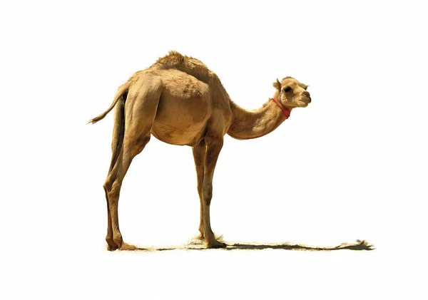 Small camel, isolated — Stock Photo, Image