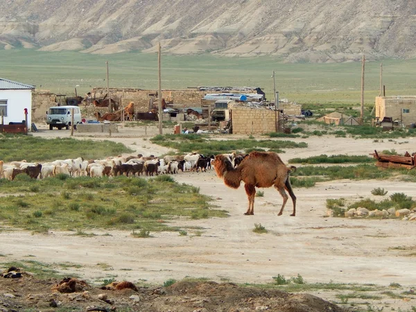 Steppe afwikkeling. Kazachstan. — Stockfoto