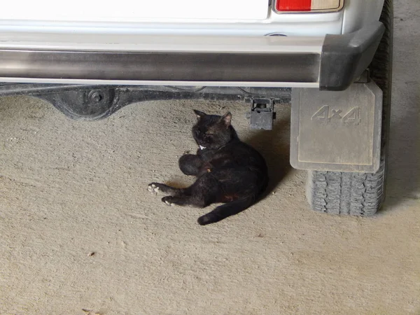 Кіт лежить під машиною . — стокове фото