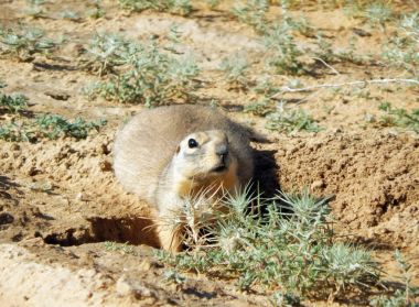 Gopher burrows yakınındaki.