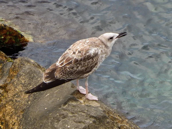 Gaivota na costa rochosa . — Fotografia de Stock