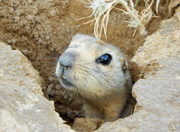 Gopher looks out of a mink. — Stock Photo, Image