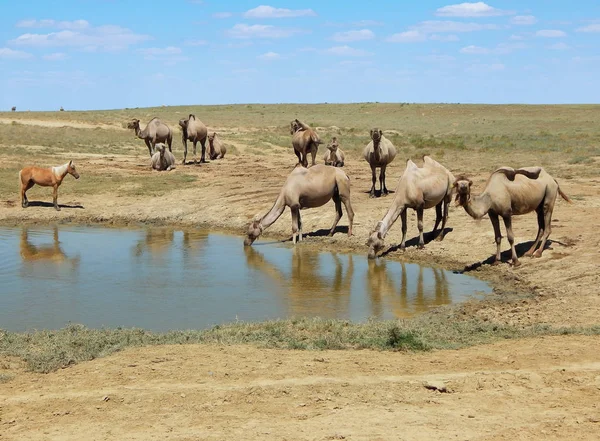 Camels at water. — Stock Photo, Image