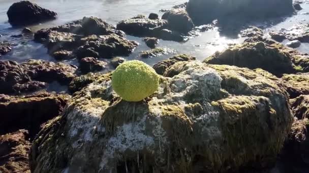 Hazar Denizi Nin Kayalık Kıyısında Adem Elması Ekim Ayıdır — Stok video