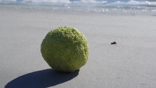 Manzana Adán Orilla Arenosa Del Mar — Vídeos de Stock