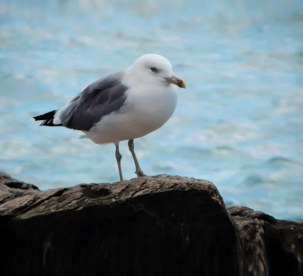 Racek na pobřeží. — Stock fotografie