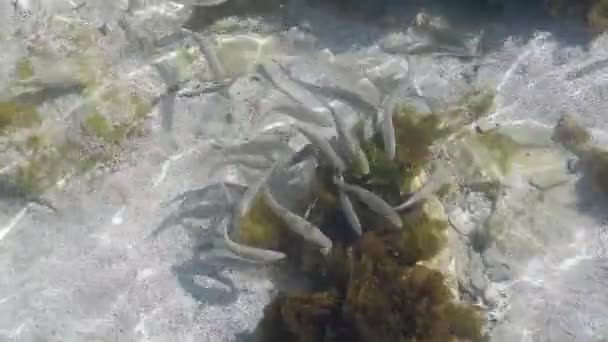 浅い水の中でボラの餌 カスピ海 9月の月 2019年 — ストック動画