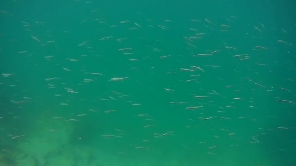 Flock of fry in the Caspian Sea. — Stock Footage Flock Fry Caspian Sea Royalty Free Stock Video
