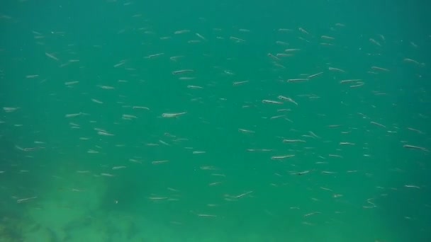 Troupeau Frites Dans Mer Caspienne — Video